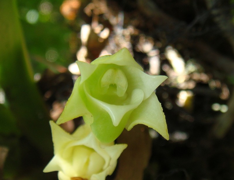 Angraecum cadetii photo 2