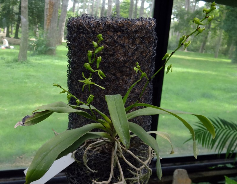 Angraecum calceolus