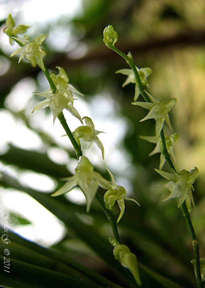 Angraecum caricifolium