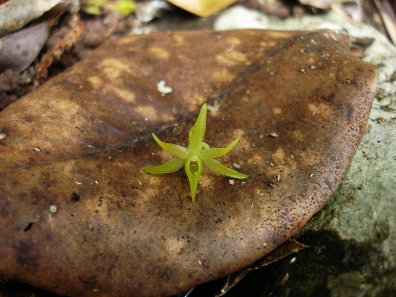 Angraecum caulescens photo 2