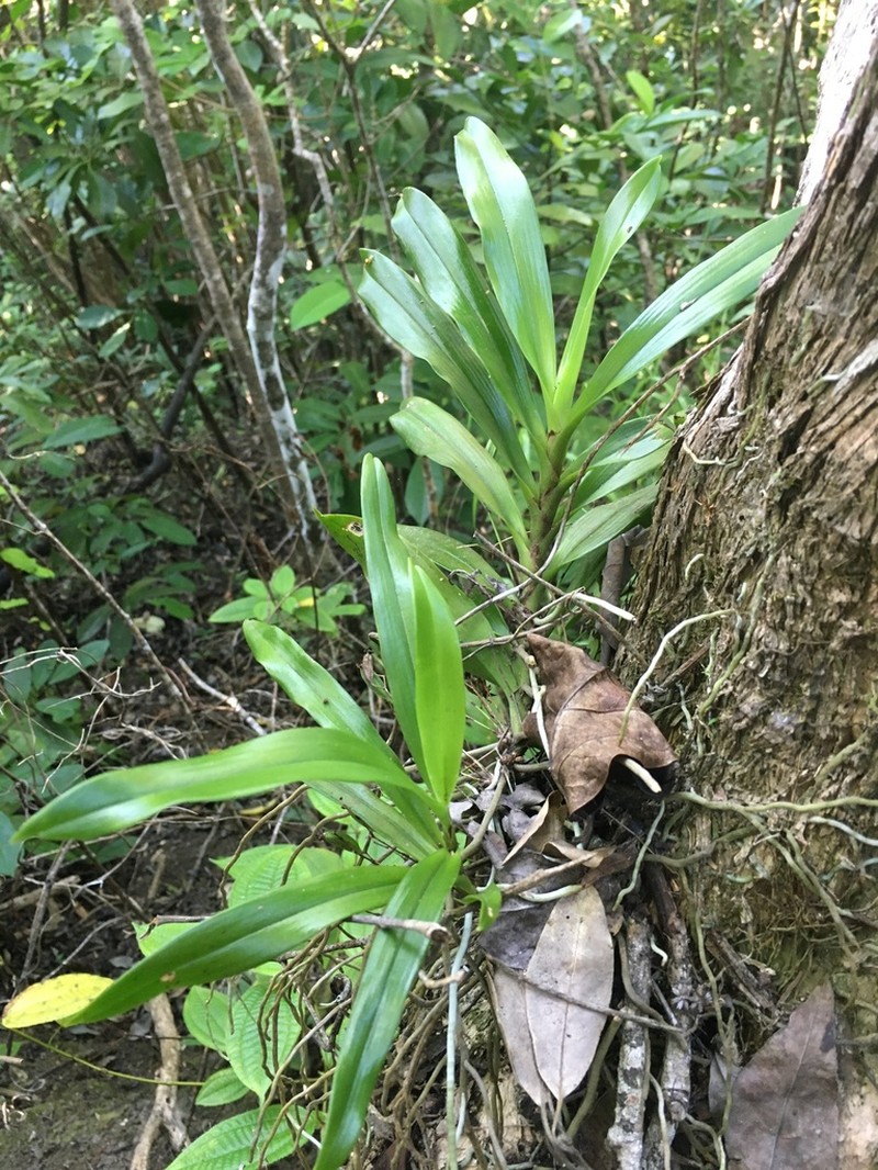 Angraecum caulescens photo 3