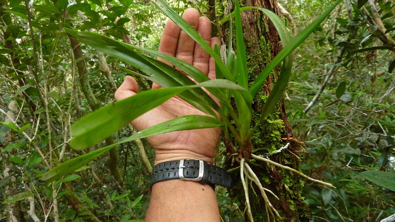 Angraecum caulescens photo 4