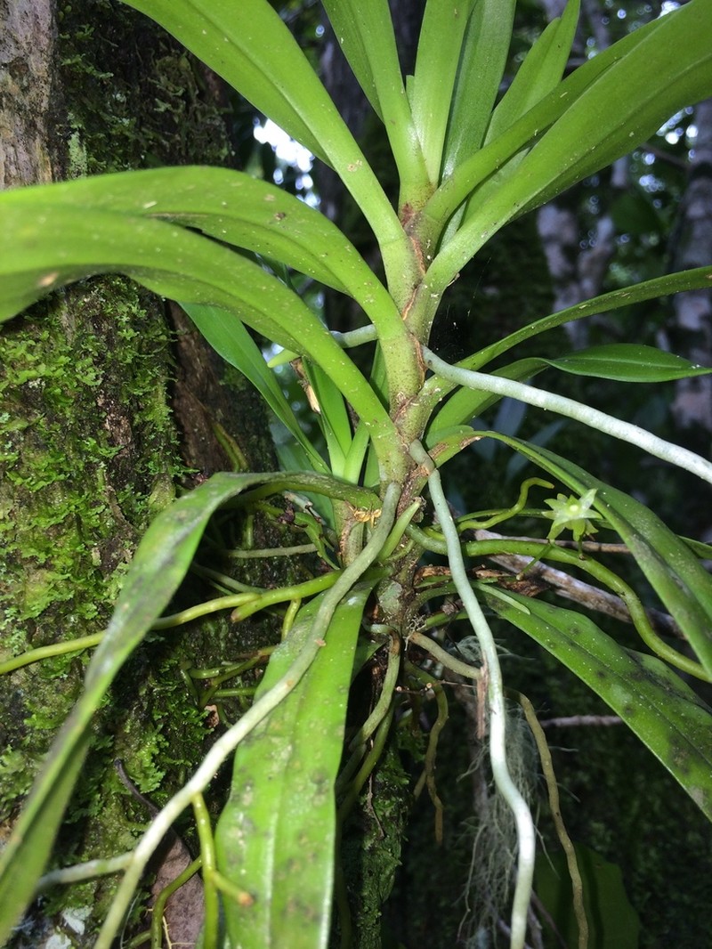 Angraecum caulescens photo 5