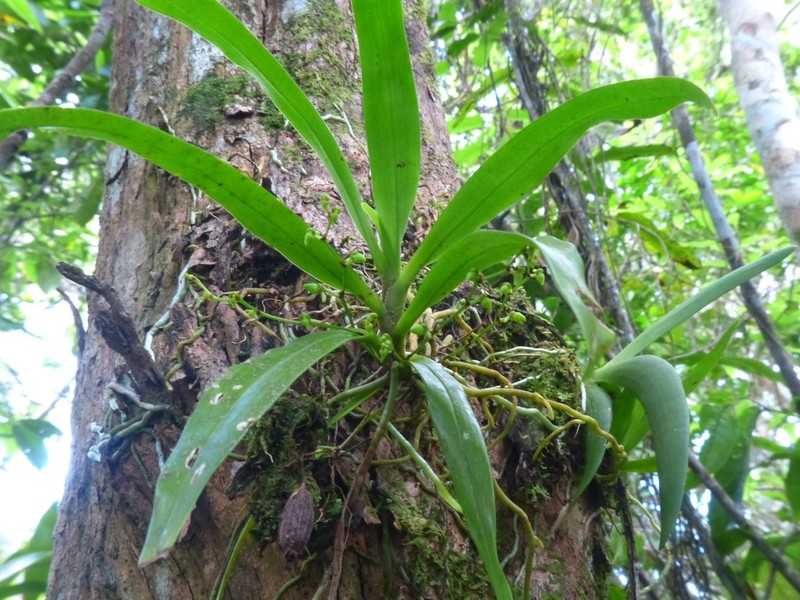 Angraecum caulescens photo 6