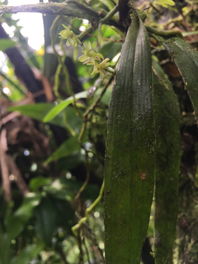 Angraecum caulescens photo 7
