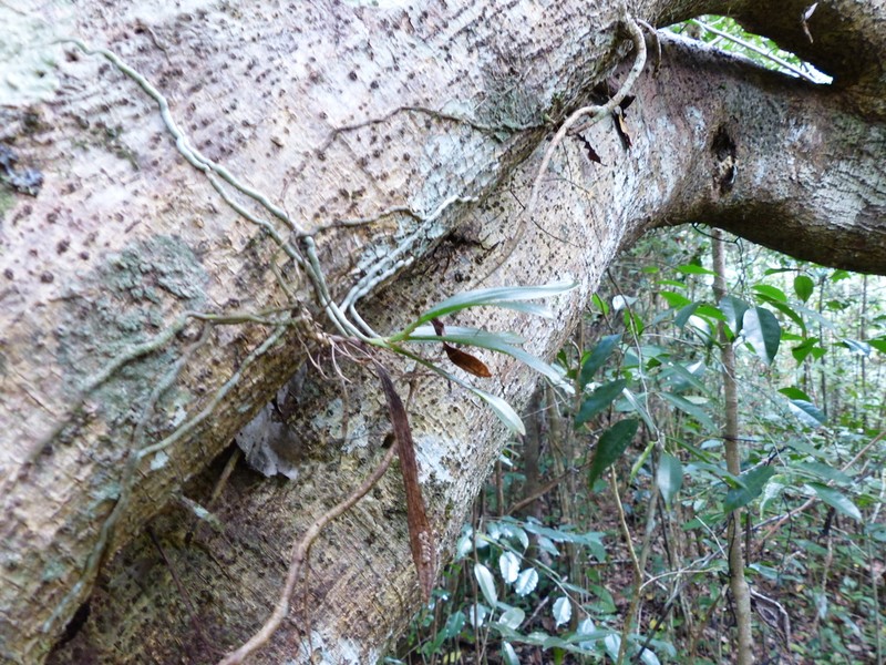 Angraecum caulescens photo 8