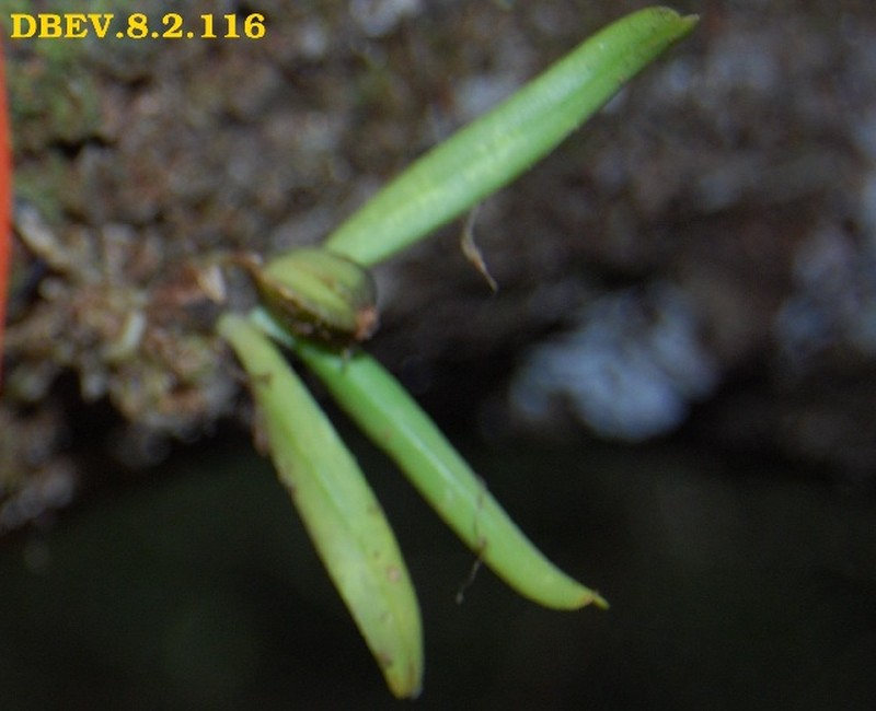 Angraecum chaetopodum
