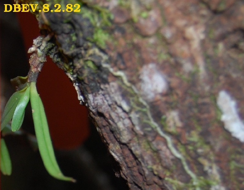 Angraecum chaetopodum photo 2