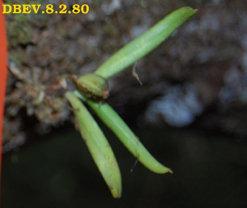 Angraecum chaetopodum photo 3
