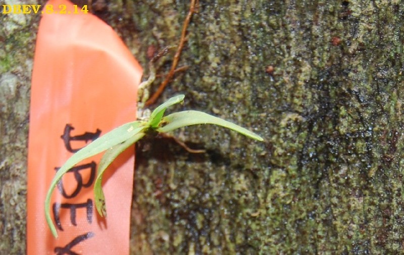 Angraecum chaetopodum photo 4