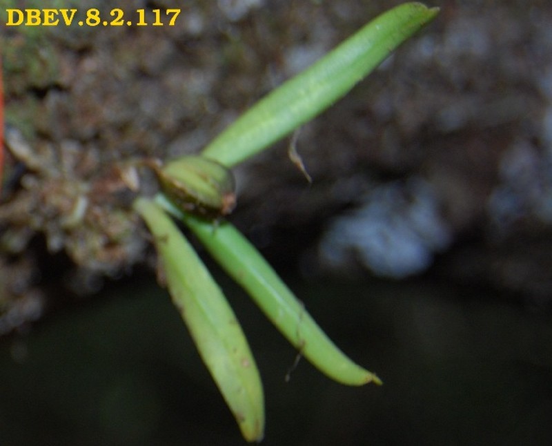Angraecum chaetopodum photo 5
