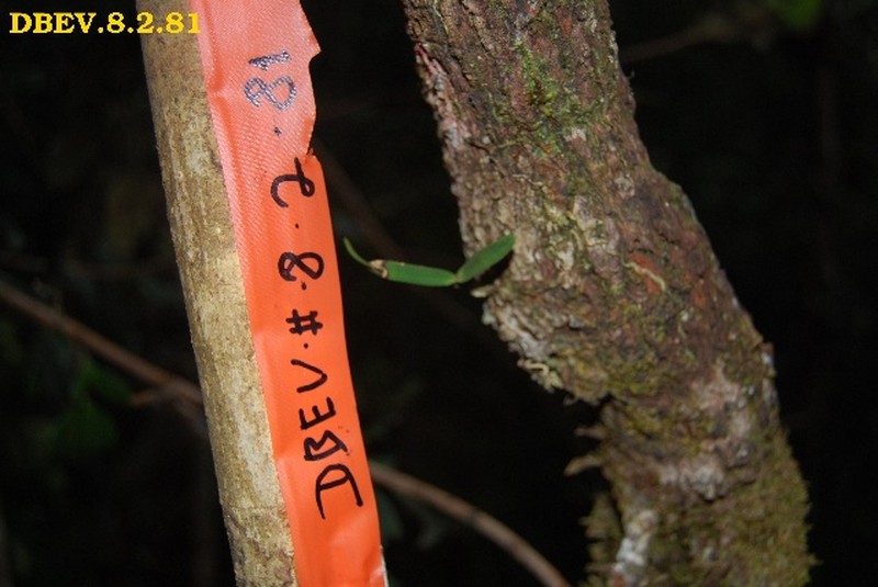 Angraecum chaetopodum photo 6