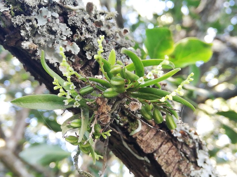 Angraecum chamaeanthus