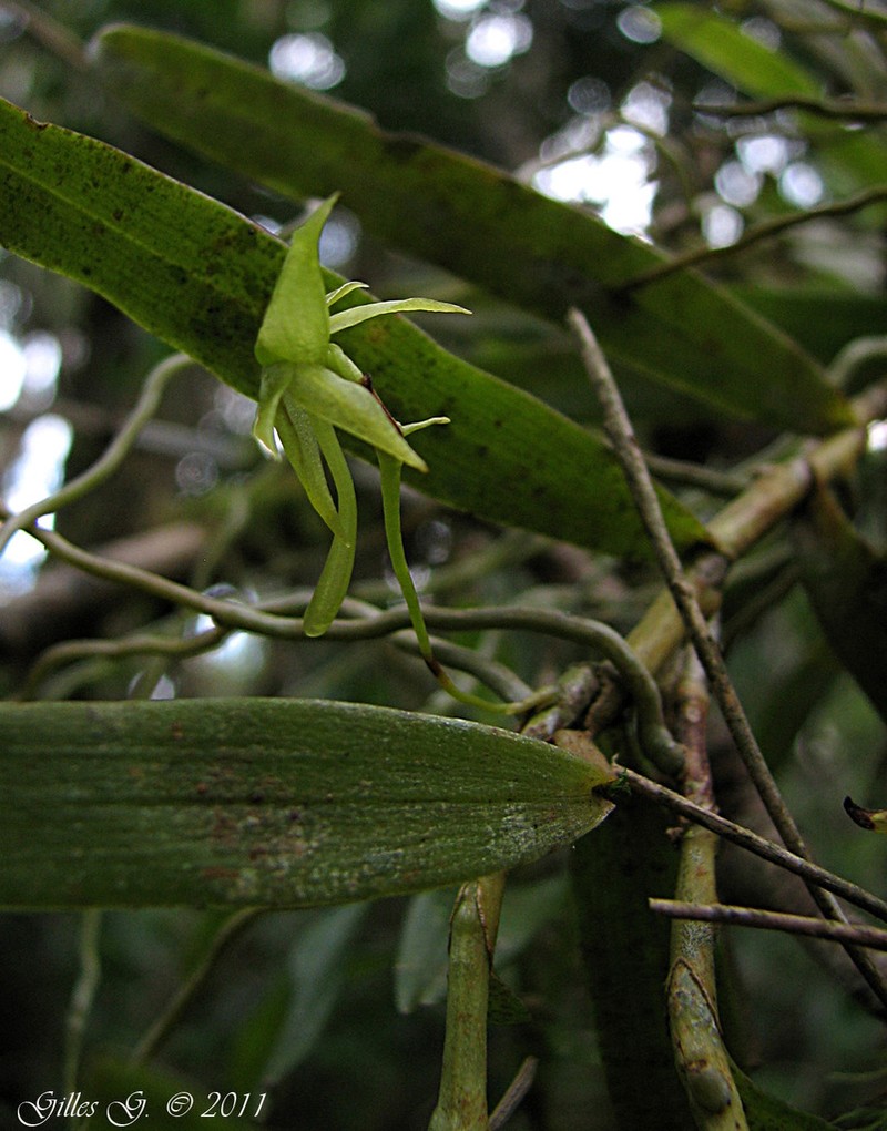 Angraecum chermezonii