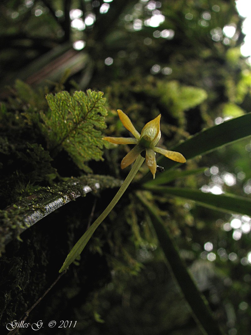 Angraecum chermezonii photo 2