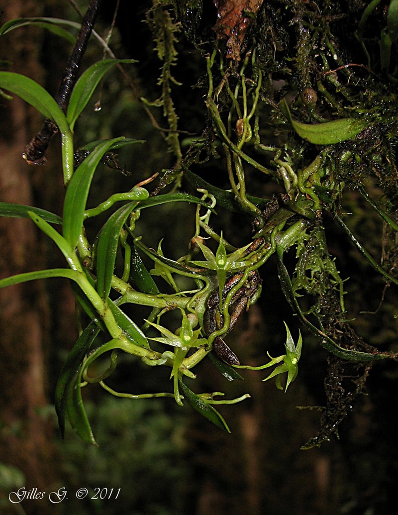 Angraecum chermezonii photo 3