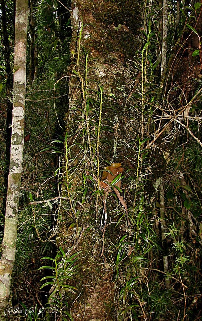 Angraecum chermezonii photo 4