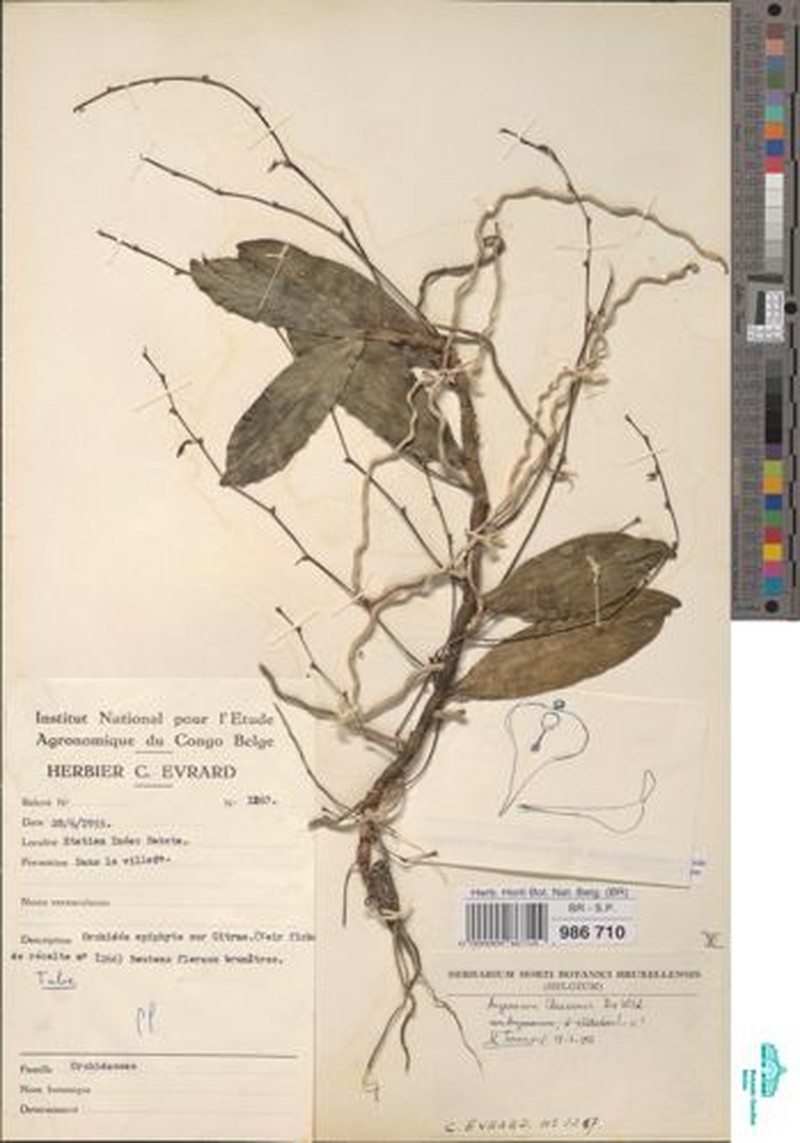 Angraecum claessensii