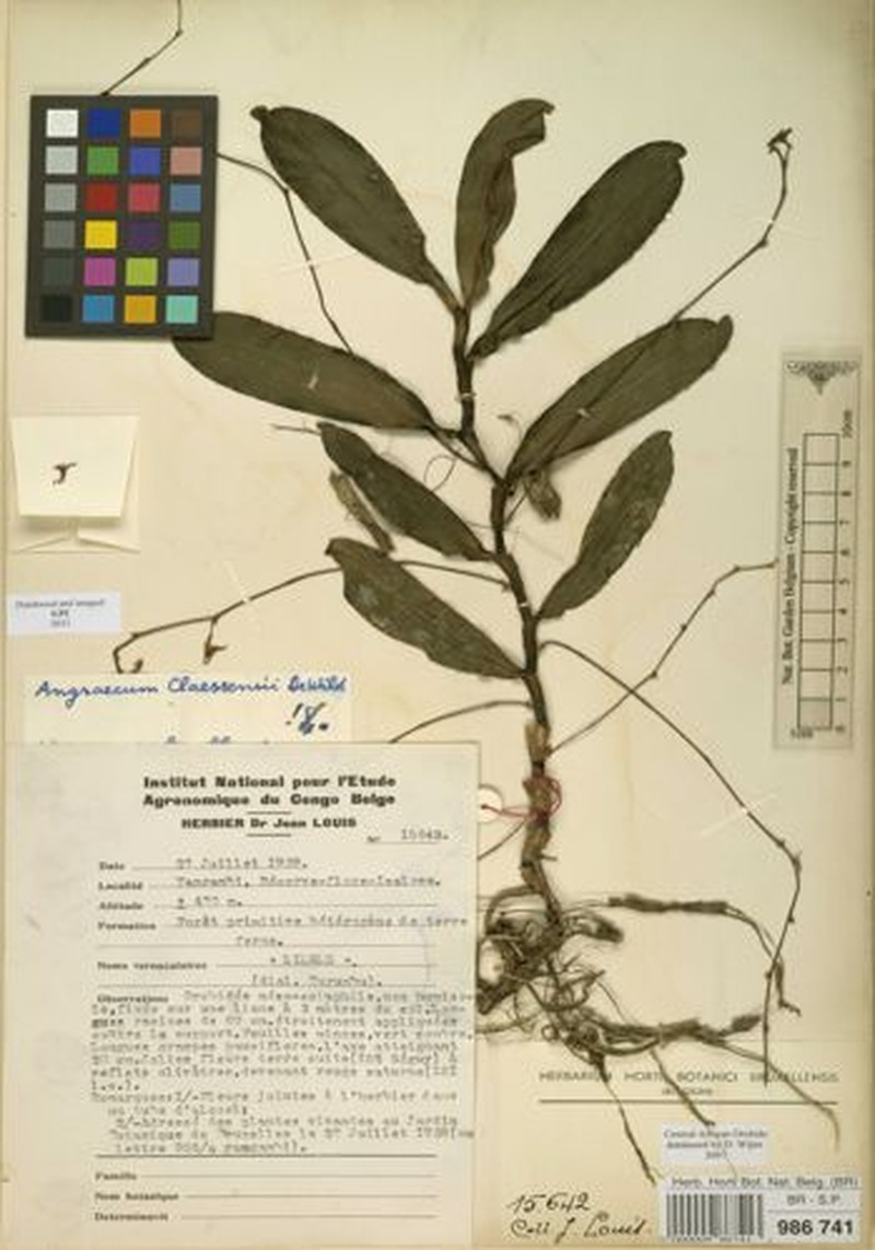 Angraecum claessensii photo 2