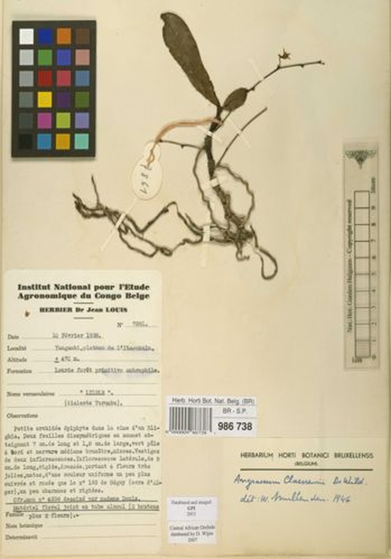 Angraecum claessensii photo 3