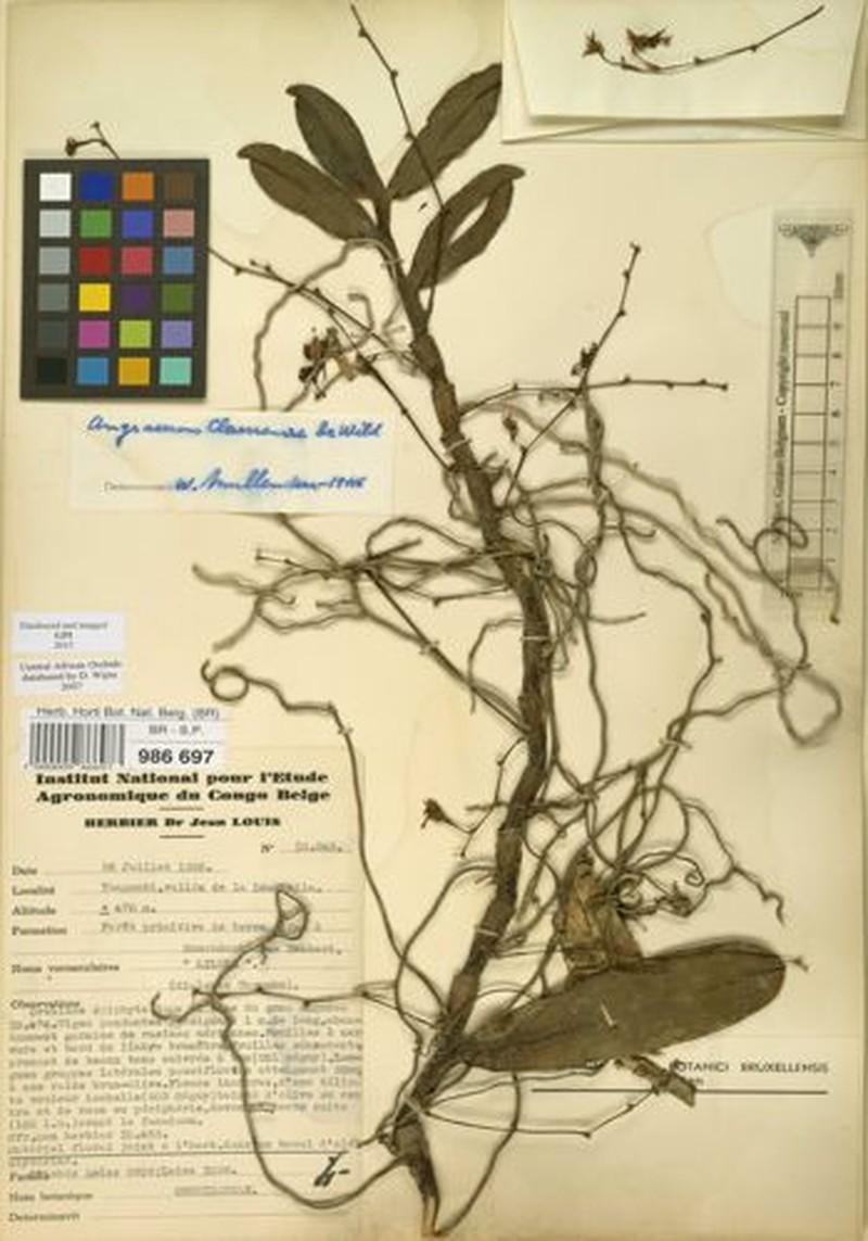 Angraecum claessensii photo 4