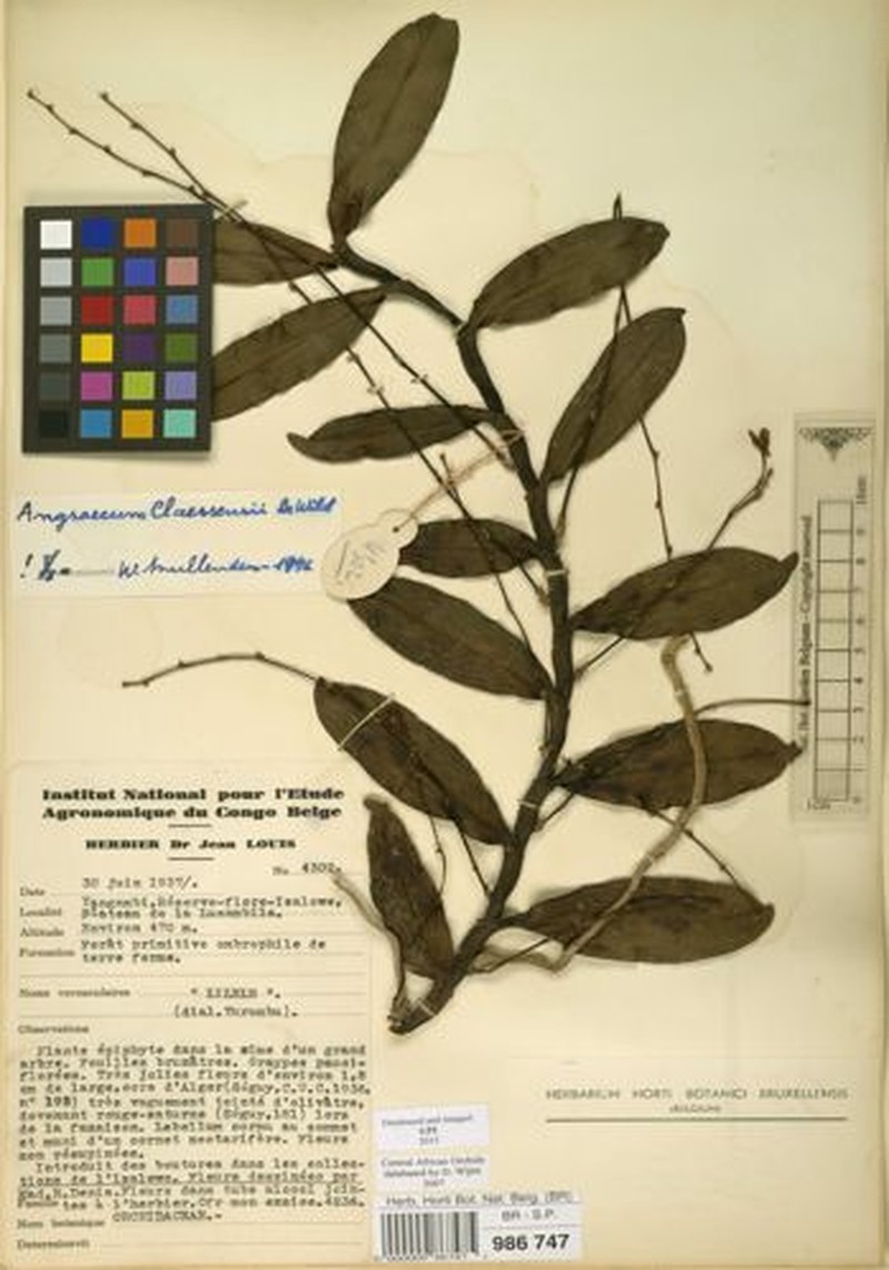 Angraecum claessensii photo 5