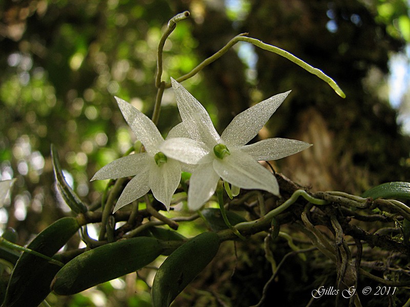 Angraecum clavigerum
