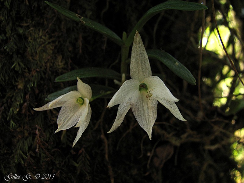 Angraecum clavigerum photo 2