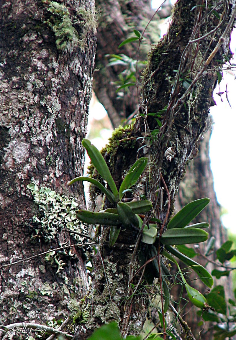 Angraecum compactum