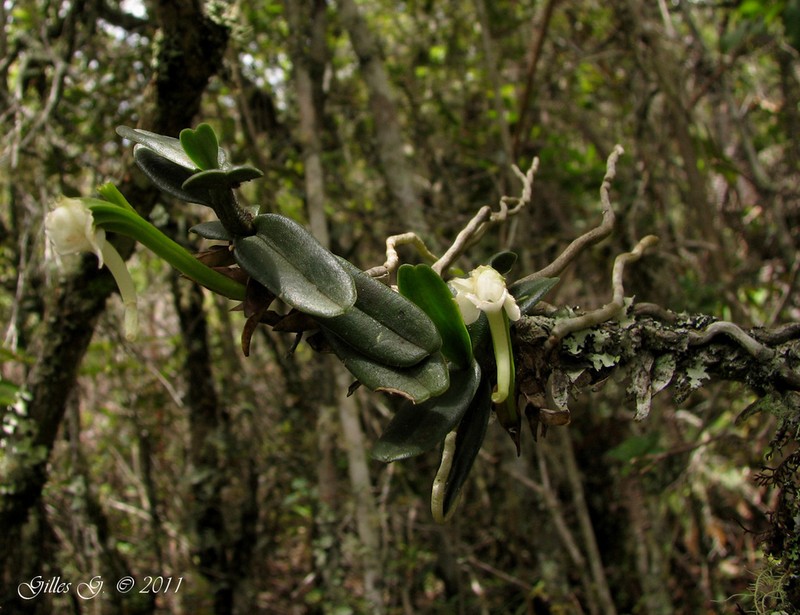 Angraecum compactum photo 2
