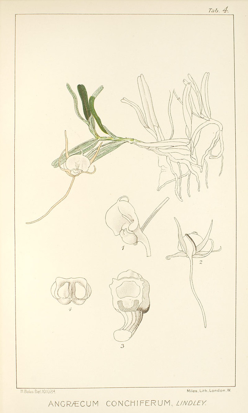 Angraecum conchiferum