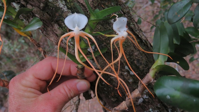 Angraecum conchoglossum