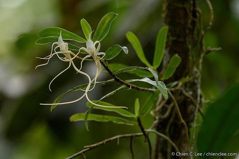 Angraecum conchoglossum photo 2