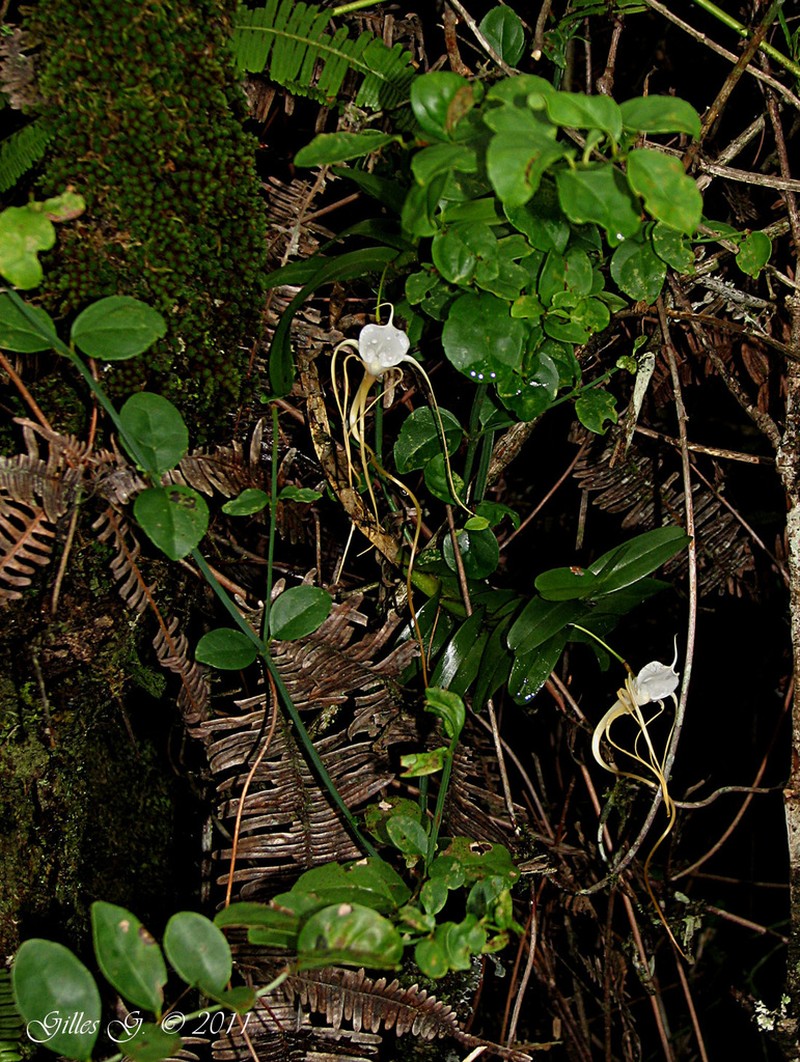 Angraecum conchoglossum photo 3