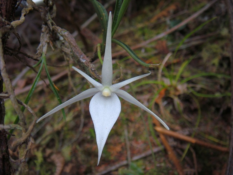 Angraecum cornigerum