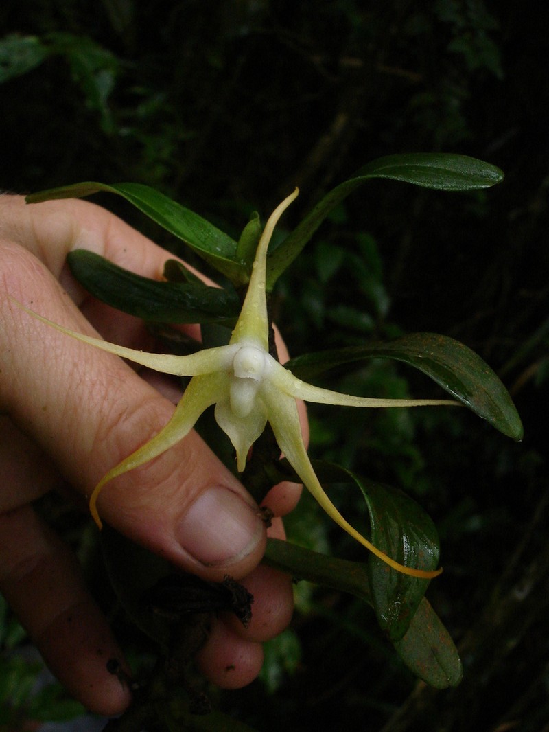 Angraecum corrugatum