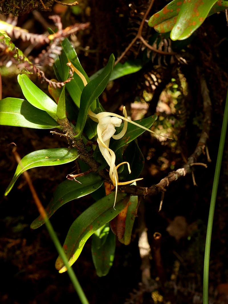 Angraecum corrugatum photo 2