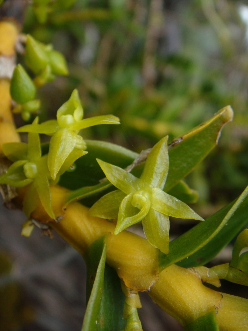 Angraecum costatum