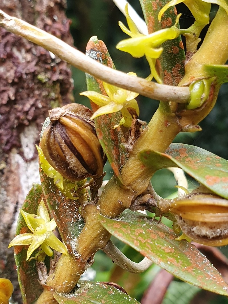 Angraecum costatum photo 2