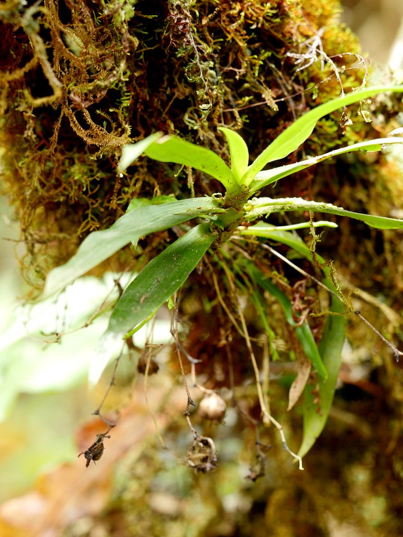 Angraecum crassifolium