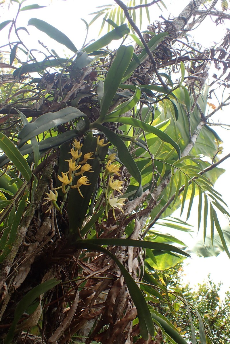 Angraecum crassum photo 2