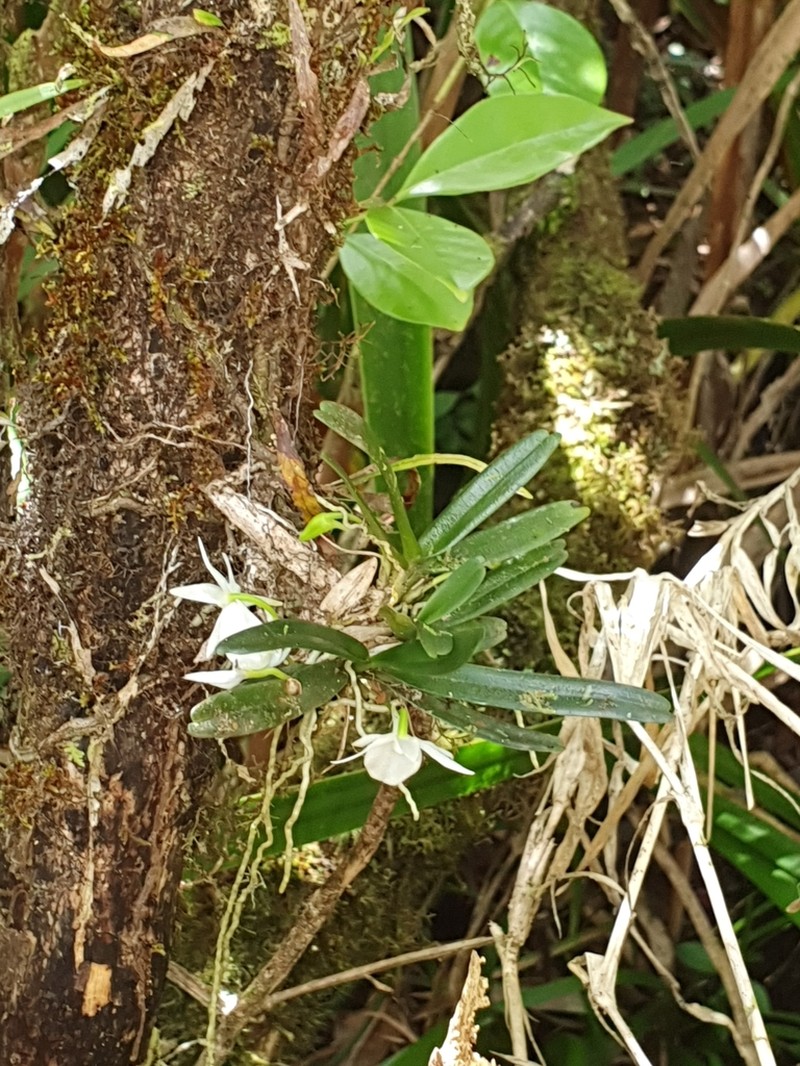Angraecum cucullatum