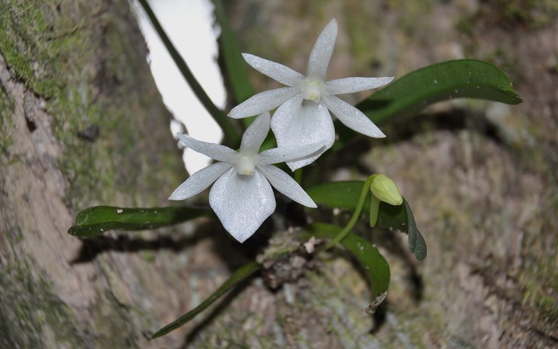 Angraecum cucullatum photo 2