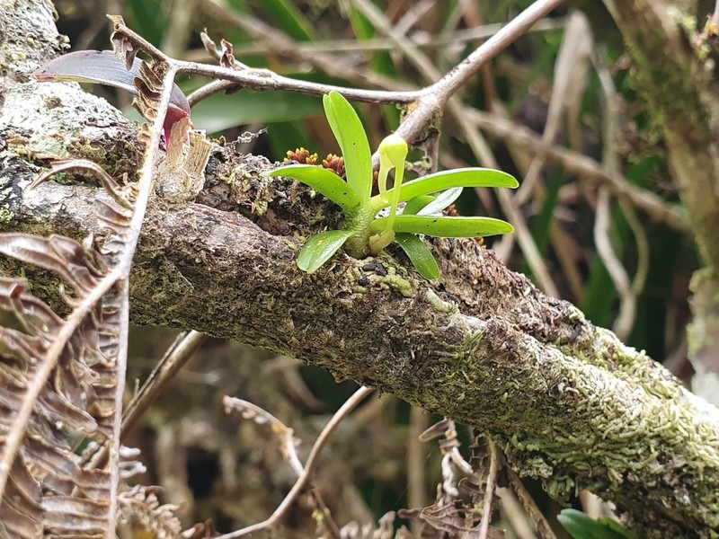 Angraecum cucullatum photo 3