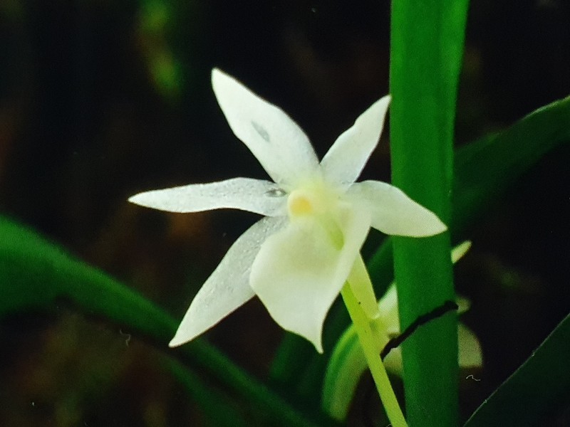 Angraecum cucullatum photo 4