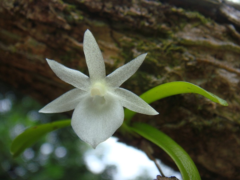 Angraecum cucullatum photo 5