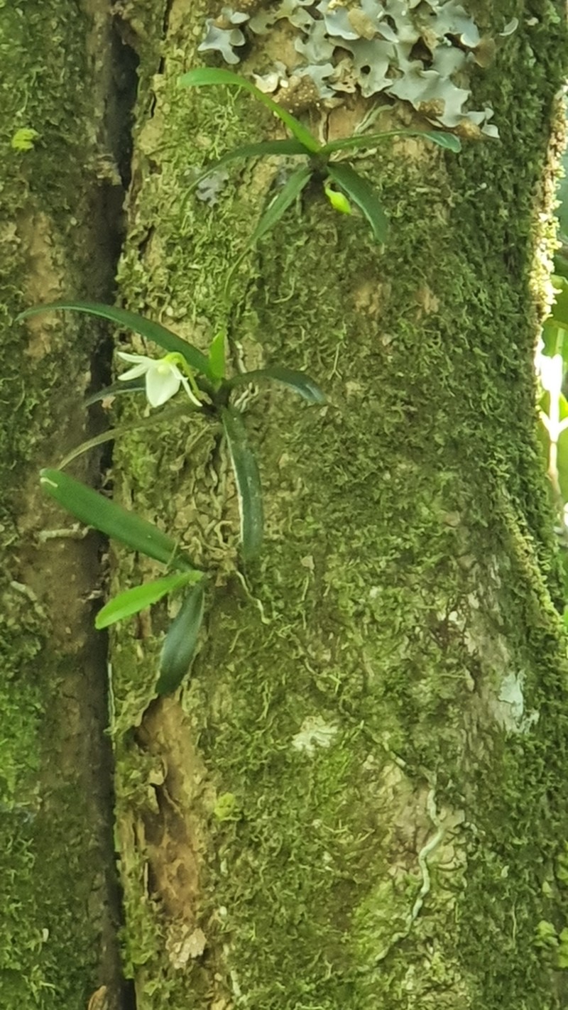 Angraecum cucullatum photo 6