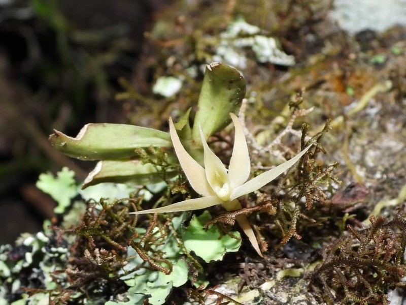 Angraecum cultriforme