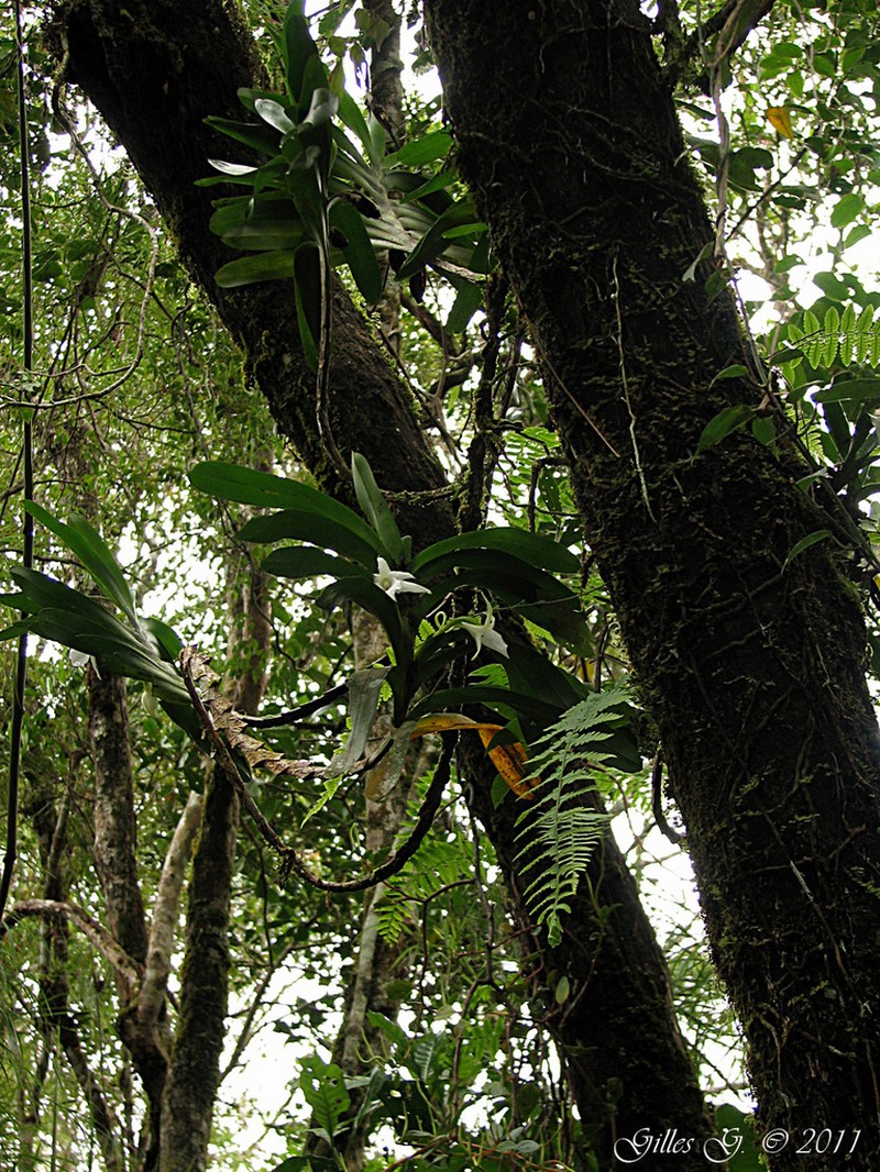 Angraecum curnowianum