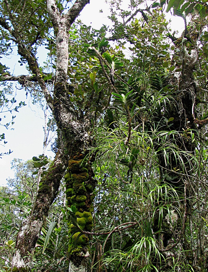 Angraecum curnowianum photo 2